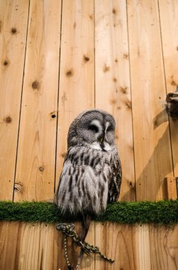 Büyük gri baykuş bacağında zincir olan tahta bir arka planda duruyor.