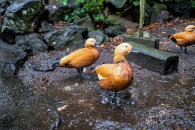 close up of two wet Ruddy shelducks in rainy weather standing on the rocks clipart