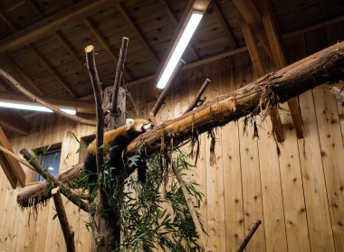 close up a little red panda lying on the branch high in the ceiling in the room with lighting and wooden decoration taken in a Izu Shaboten Zoo clipart