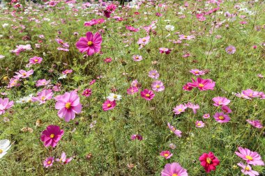 close up of raw blooming Garden Cosmos in the wild with grass can be used as wallpaper clipart