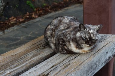 Hüzünlü bir İngiliz kısa saçlı kedisi bankta dinleniyor. Fotokopi alanı da var. Gündüz vakti dışarıda yapayalnız görünüyor.