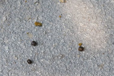 Kuru, dört yuvarlak keçi dışkısı, kaka ya da yerdeki organik gübreyi kapatın.