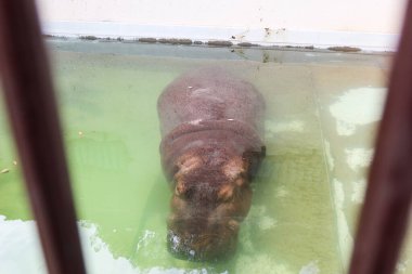 Bir su aygırı havuz kenarındaki kafeste kapana kısılmış, çit kenarı hayvanat bahçesinde üzgün görünüyor.