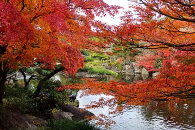  Sonbaharda Himeji Kalesi 'nin yanındaki Japon bahçesinde ağaçlarda kırmızı ve sarı yapraklar ve Wabi Sabi bahçesinde yansıması olan göller var.
