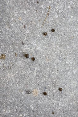 Kuru, dört yuvarlak keçi dışkısı, kaka ya da yerdeki organik gübreyi kapatın.
