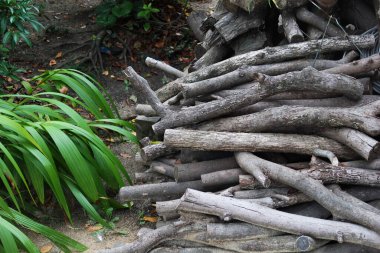 Yıpranmış ahşap odunların dizilişi yaşlılık ve görünüş olarak değişkendir ve yan tarafında canlı yeşil yeşillikler vardır.