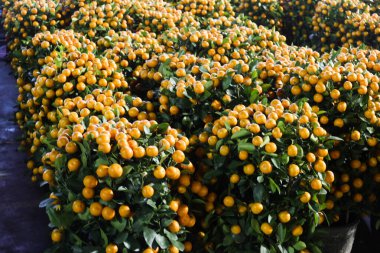 Çin Yeni Yıl dekorasyonu için Clementine portakalı olan birçok saksıyı kapatın.