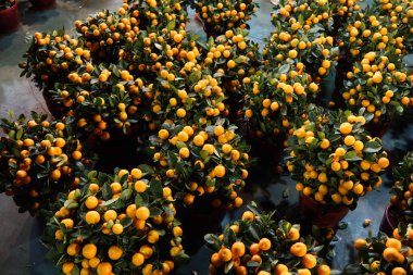 Çin Yeni Yıl dekorasyonu için Clementine portakalı olan birçok saksıyı kapatın.
