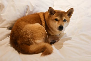 Bir Shiba köpeği yumuşak beyaz bir yatak örtüsüne rahatça kıvrıldı. Köpek kameraya dikkatli bir ifadeyle bakıyor. Bir merak ve memnuniyet hissi veriyor. Kulakları kalkık ve kuyruğu iyileşmiş..