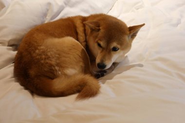 Shiba inu köpeğinin yanına kıvrılmış beyaz yatak örtüsüne bakıyor. Yorgun, üzgün ve dayanışma içinde gibi görünüyor.