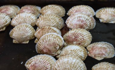 Deniz kabuklarıyla kaplı deniz taraklarını kapatın ve soluk bejden pembe ipuçlarına ince bir renk gradyanı oluşturun. Sığ sularda sergilenmek üzere dizilmiş, deniz ürünleri pazarında sergilenmektedir. 