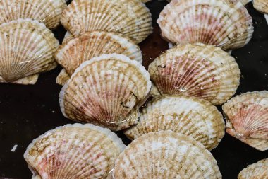 Deniz kabuklarıyla kaplı deniz taraklarını kapatın ve soluk bejden pembe ipuçlarına ince bir renk gradyanı oluşturun. Sığ sularda sergilenmek üzere dizilmiş, deniz ürünleri pazarında sergilenmektedir. 