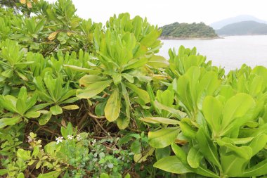 Naupaka Plajı 'na yakın, Hawaii Yarım Çiçeği olarak da bilinir, deniz kenarında ve arkada gösterilen adada.