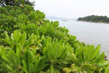 Naupaka Plajı 'na yakın, Hawaii Yarım Çiçeği olarak da bilinir, deniz kenarında ve arkada gösterilen adada.