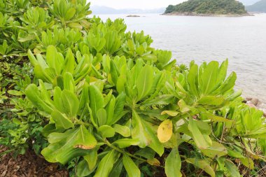 Naupaka Plajı 'na yakın, Hawaii Yarım Çiçeği olarak da bilinir, deniz kenarında ve arkada gösterilen adada.