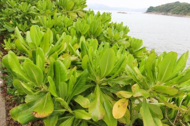Naupaka Plajı 'na yakın, Hawaii Yarım Çiçeği olarak da bilinir, deniz kenarında ve arkada gösterilen adada.