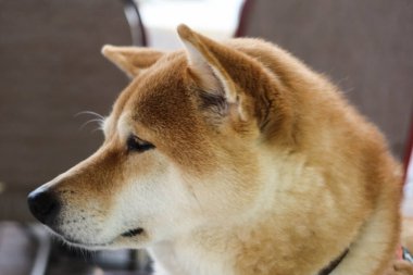 Shiba Inu köpek kafasının yakın plan fotoğrafı. Köpeği sola bakıyor, gözleri kısmen kapalı. Köpek bir sandalyede oturuyor.