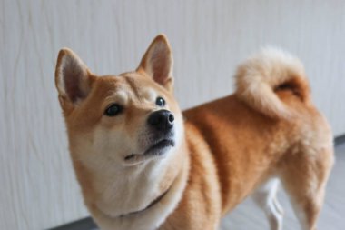 Bir Shiba Inu köpeği ilginç bir ifadeyle yukarı bakıyor. Köpeğin turuncu ve beyaz kürkü iyi tanımlanmıştır ve kuyruğu bir odada arka tarafına kıvrılmıştır.