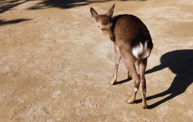 Kumlu zeminde duran bir Japon karaca karaciğerine yaklaş, bacağını fotokopi aletiyle kaşımak için omzunun üzerinden bir göz at. Yerde ayak izleri ve izler var..