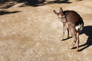 Kumlu zeminde duran bir Japon karaca karaciğerine yaklaş, bacağını fotokopi aletiyle kaşımak için omzunun üzerinden bir göz at. Yerde ayak izleri ve izler var..