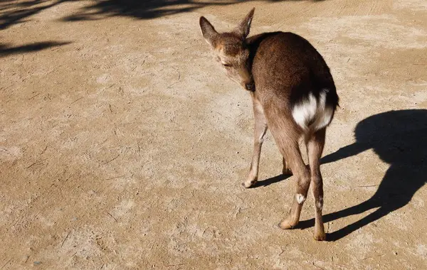 Kumlu zeminde duran bir Japon karaca karaciğerine yaklaş, bacağını fotokopi aletiyle kaşımak için omzunun üzerinden bir göz at. Yerde ayak izleri ve izler var..