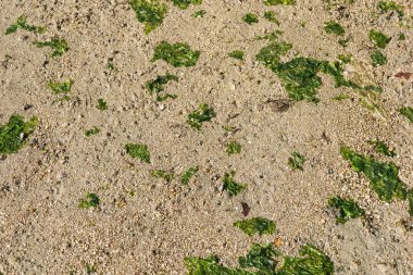 Yeşil yosun veya yosun parçalarıyla dağılmış kumlu bir sahil zemininin yakın görüntüsü. İnce kum taneleri küçük çakıl taşlarıyla karışır ve duvar kağıdı gibi desenli bir yüzey oluşturur.