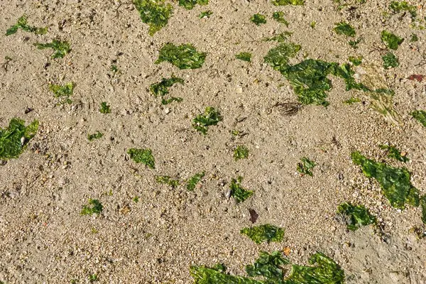 Yeşil yosun veya yosun parçalarıyla dağılmış kumlu bir sahil zemininin yakın görüntüsü. İnce kum taneleri küçük çakıl taşlarıyla karışır ve duvar kağıdı gibi desenli bir yüzey oluşturur.