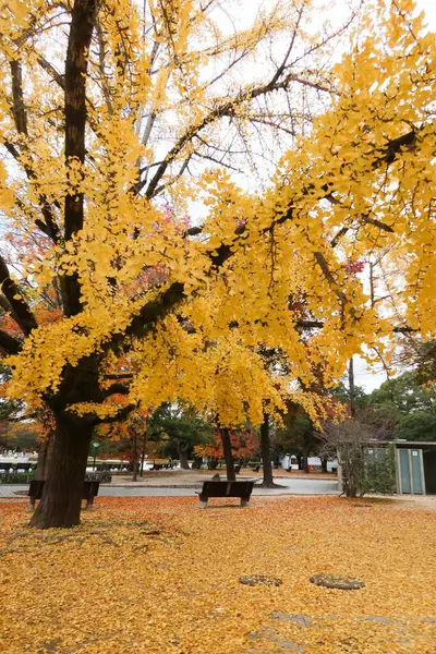 Hiroşima, Japonya- 9 Aralık 2024: Sarı yapraklarla kaplı sarı ginkgo ağacı ve yol kenarında bir sandalye