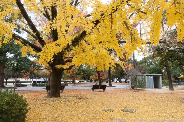 Hiroşima, Japonya- 9 Aralık 2024: Sarı yapraklarla kaplı sarı ginkgo ağacı ve yol kenarında bir sandalye
