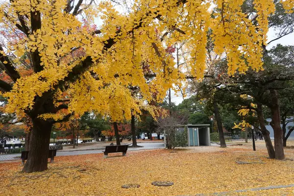 Hiroşima, Japonya- 9 Aralık 2024: Sarı yapraklarla kaplı sarı ginkgo ağacı ve yol kenarında bir sandalye
