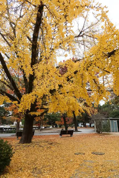 Hiroşima, Japonya- 9 Aralık 2024: Sarı yapraklarla kaplı sarı ginkgo ağacı ve yol kenarında bir sandalye