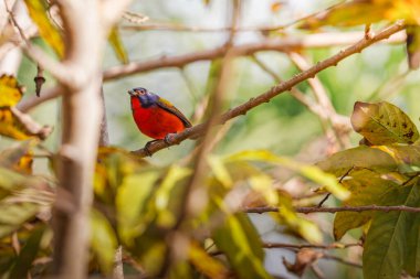 Dalına Boyanmış Bunting Saha Derinliği Sığ