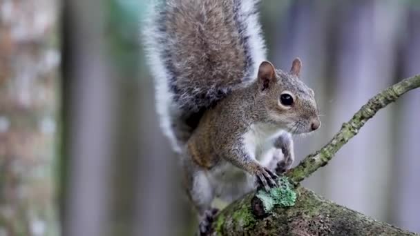 Écureuil Courageux Avec Bras Blessé Perché Sur Une Branche Capturé — Video