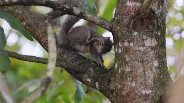 Bedårande Slow Ung Ekorre Scratching Försiktigt Träd Gren — Stockvideo