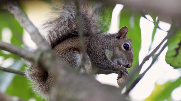 Słodkie Młody Wiewiórka Jedzenie Orzech Ziemny Wysoki Drzewo Gałąź Powyżej — Wideo stockowe