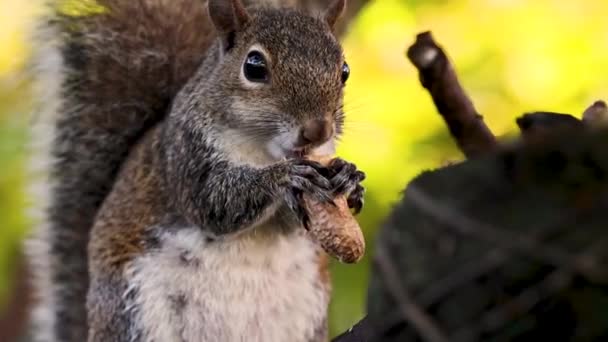 Gros Plan Écureuil Sur Arbre Mangeant Une Arachide — Video
