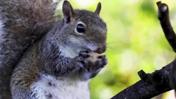 Zbliżenie Wiewiórki Siedzącej Drzewie Jedzącej Orzeszki Ziemne — Wideo stockowe