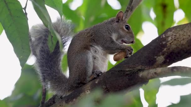 Uzun Ağaç Dalında Fıstık Yiyen Şirin Genç Sincap Profili — Stok video