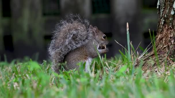 Profiel View Cute Young Squirrel Eating Peanut Tree Branch — Stockvideo