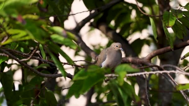 Peaceful Mourning Dove Surveying Tree Perch — Vídeo de Stock