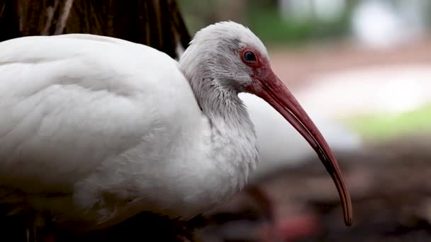 American White Ibis Closeup Beeldmateriaal Weergeven Onderscheidende Bill — Stockvideo