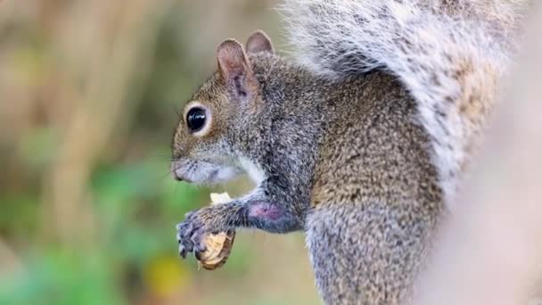 Écureuil Avec Une Blessure Bras Mangeant Une Arachide — Video