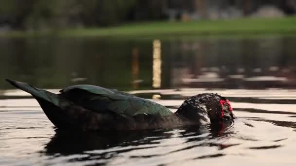 Muscovy Duck Drifting Tranquil Lake — Stock Video