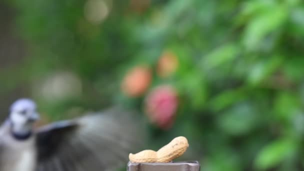 Blue Jay Swoops Peanut Slow Motion Footage — стоковое видео