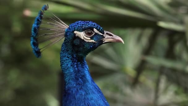 Närbild Bilder Strutting Peacock Visar Vibrerande Plumage — Stockvideo