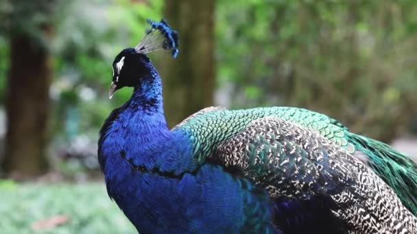 Beelden Van Een Strutting Peacock Toont Levendige Plumage — Stockvideo