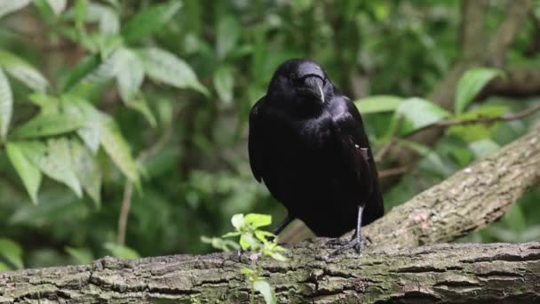 林木上黑色乌鸦的身影映衬着茂密的丛林 — 图库视频影像
