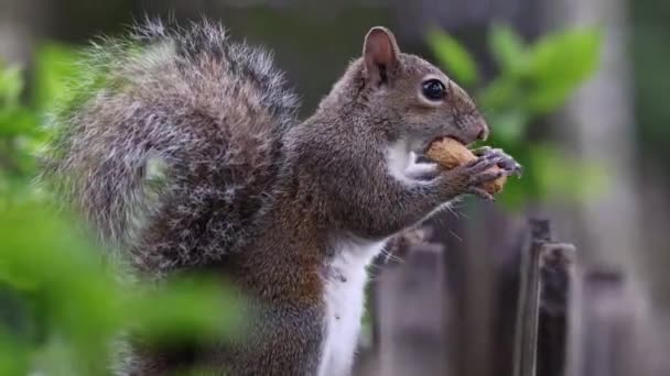 Profile View Cute Young Squirrel Eating Peanut White Top Wooden — Stock Video