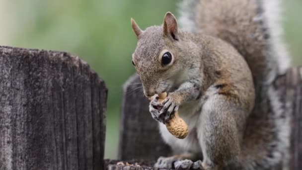 Słodkie Młody Wiewiórka Jedzenie Orzech Biały Szczycie Drewniany Płot — Wideo stockowe