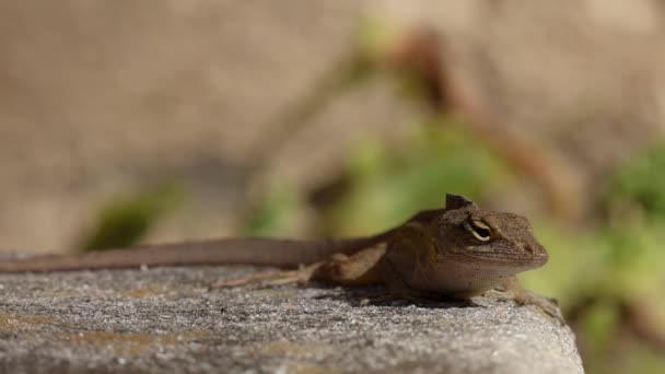 Brown Anole Lizard는 극적인 방법으로 카메라를 봅니다 — 비디오